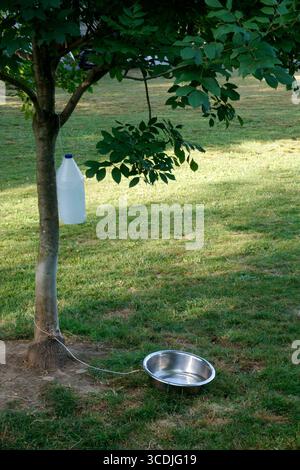 Station de boisson improvisée pour chiens avec bol en acier inoxydable et bouteille d'eau en plastique suspendue à un arbre dans un parc Banque D'Images