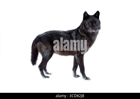 loup noir canadien hiver isolé sur fond blanc. Banque D'Images