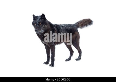 loup noir canadien hiver isolé sur fond blanc. Banque D'Images