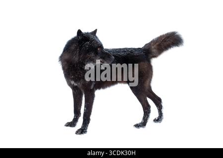 loup noir canadien hiver isolé sur fond blanc. Banque D'Images