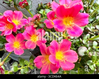 Fleurs de purslane rose chaud avec des centres jaune vif Banque D'Images