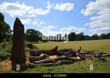 Arbre abattu et tronc brisé dans un champ à Hatchlands Park, Surrey, Angleterre, Royaume-Uni. Photographie prise le 8 juillet 2025. Banque D'Images