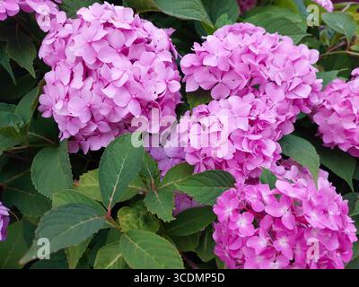 Des grappes de fleurs d'hortensia roses vibrantes prospèrent sous le soleil chaud, entourées de feuilles vertes luxuriantes dans un jardin serein. Banque D'Images
