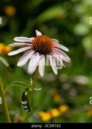 Photographie rapprochée d'un coneflower violet (Echinacea purpurea) en pleine floraison, montrant des pétales roses éclatants rayonnant à partir d'un cône orange épinglé. Banque D'Images