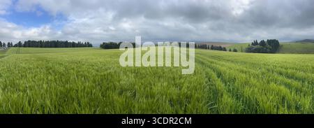 Champ d'orge d'été sous un ciel humide orageux. Banque D'Images