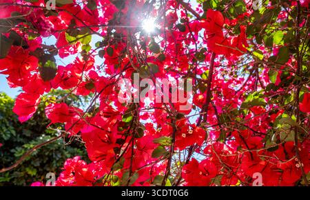 Fleurs de bougainvilliers rouge vif et feuilles vertes fond, vue rapprochée. Filtrage de la lumière du soleil à travers les branches Banque D'Images