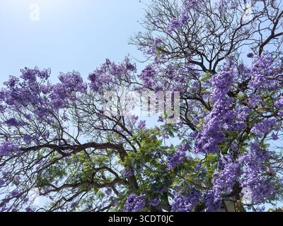 Jacaranda mimosifolia arbre en pleine floraison avec des grappes de fleurs violettes brillantes contre le ciel bleu Banque D'Images