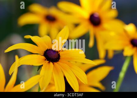 Une vue rapprochée de fleurs de Rudbeckia jaune vif avec une faible profondeur de champ, mettant en évidence les beaux pétales et les centres sombres. Banque D'Images