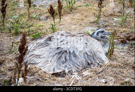 Oiseau sans vol reposant sur de l'herbe sèche dans un habitat naturel Banque D'Images