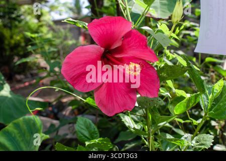 Une belle fleur d'hibiscus sur branche dans le jardin Banque D'Images