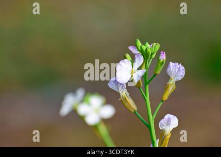 Fleurs blanches florissantes de mooli ou de gousses de Daikon dans le jardin, gousses de radis biologique poussant pour les haricots biologiques Banque D'Images