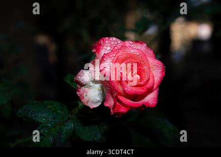Rose fleur de rose avec des gouttes de pluie sur fond noir Banque D'Images