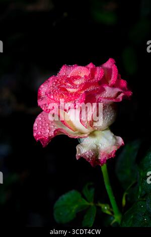 Rose fleur de rose avec des gouttes de pluie sur fond noir Banque D'Images