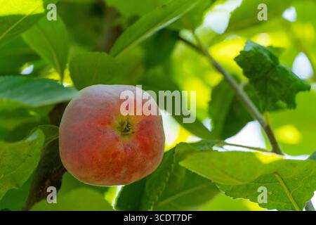 Gros plan d'une pomme mûre suspendue à une branche d'arbre, encadrée de feuilles vertes luxuriantes, évoquant la fraîcheur et l'abondance naturelle Banque D'Images
