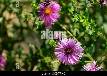 Vue rapprochée de fleurs d'aster roses éclatantes fleurissant dans un jardin, avec des feuilles vertes et un fond flou. Parfait pour botanique, nature et floral Banque D'Images