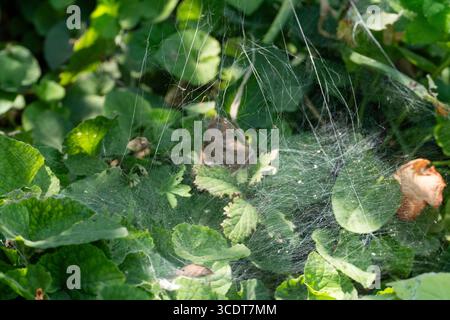 Gros plan d'une toile d'araignée délicate étirée sur des feuilles vertes, scintillante à la lumière du soleil, idéale pour la nature, la macro et les thèmes liés aux insectes Banque D'Images