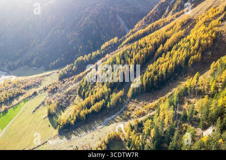 Vue aérienne des arbres d'automne dorés accrochés aux pentes escarpées du Mont Blanc, une tapisserie de couleur contre le rocher dur, Chamonix, Auvergne-Rhône-Alpes, France. Banque D'Images