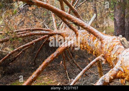 Un arbre sec abattu dans une forêt de conifères et de pins. Banque D'Images