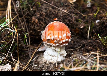Agarique de mouche de champignon toxique dans la forêt sur le sol avec une coccinelle dessus. Amanita dans la forêt, avec un chapeau rouge et des taches blanches dessus. Banque D'Images