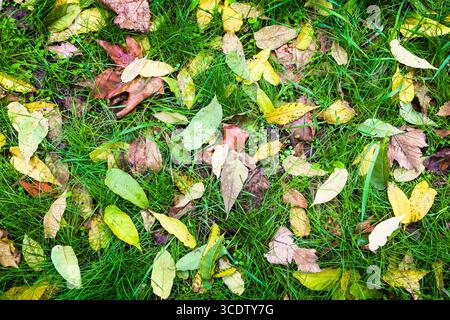 Feuilles d'automne multicolores avec rosée matinale sur herbe verte, vue de dessus. Banque D'Images