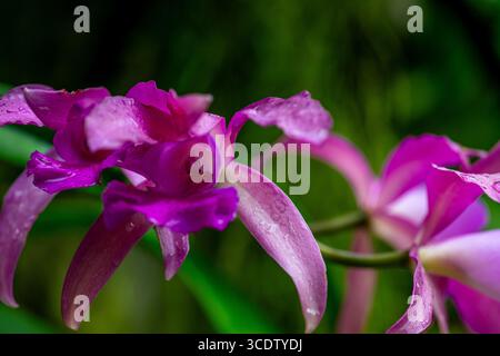 Une photo d'une superbe espèce d'orchidée pourpre, connue sous le nom de Cattleya violacea (nom latin). Banque D'Images