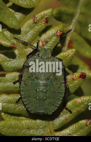 Shieldbug vert commun Palomena prasina - nymphe de stade final Banque D'Images