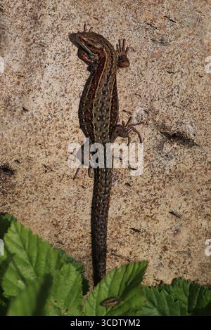 Lézard vivipare ou lézard commun (Zootoca vivipara, anciennement Lacerta vivipara) à Smardale Gill NNR, Cumbria, Royaume-Uni Banque D'Images