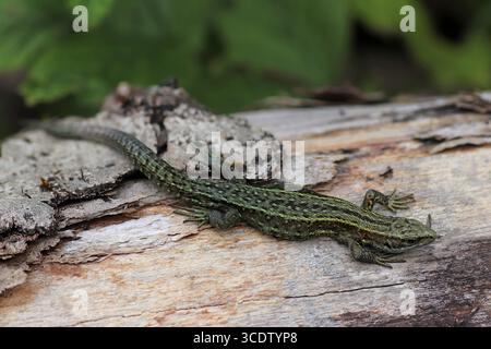 Lézard vivipare ou lézard commun (Zootoca vivipara, anciennement Lacerta vivipara) à Smardale Gill NNR, Cumbria, Royaume-Uni Banque D'Images