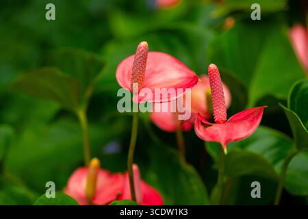Gros plan d'une fleur d'Anthurium colorée avec des feuilles vertes. Une photographie détaillée en gros plan d'une fleur d'Anthurium, mettant en valeur son rose et son vert éclatant Banque D'Images