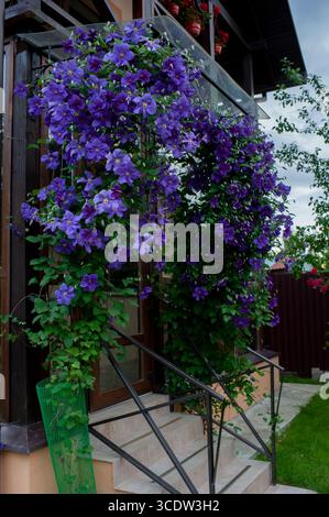 Bleu et violet avec des accents de lavande pâle. Clematis Jackmanii Tie Dye fleurs dans le jardin en juillet 2025. Banque D'Images