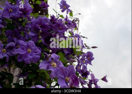 Bleu et violet avec des accents de lavande pâle. Clematis Jackmanii Tie Dye fleurs dans le jardin en juillet 2025. Banque D'Images