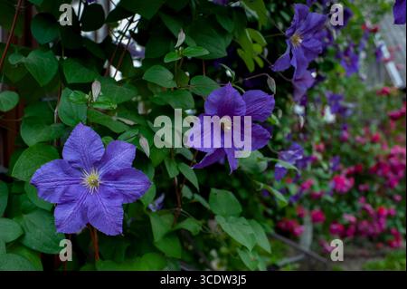 Bleu et violet avec des accents de lavande pâle. Clematis Jackmanii Tie Dye fleurs dans le jardin en juillet 2025. Banque D'Images