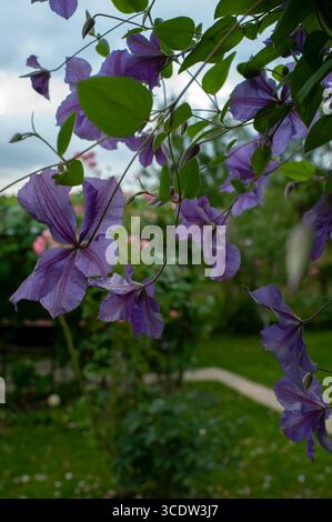 Bleu et violet avec des accents de lavande pâle. Clematis Jackmanii Tie Dye fleurs dans le jardin en juillet 2025. Banque D'Images