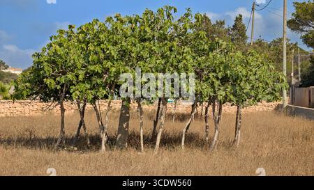 Un figuier Formentera traditionnel (Ficus carica), taillé bas et étalé large avec de multiples troncs et des feuilles vertes luxuriantes ; un ada de style d'entraînement des Baléares Banque D'Images
