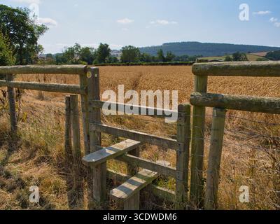 Shropshire, Royaume-Uni - 06 août 2025 : un stile en bois sur le Shropshire Way traverse une clôture près d'un champ de blé mûr sous un ciel bleu dans le Shropshire, Royaume-Uni. Banque D'Images