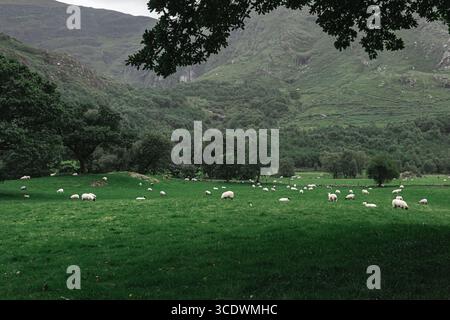 Un paysage pastoral serein et magnifique avec des moutons qui paissent dans des champs verdoyants Banque D'Images