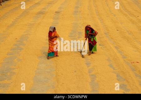 Les femmes séchant des grains de riz récoltés dans les régions rurales de l'Asie du Sud Banque D'Images