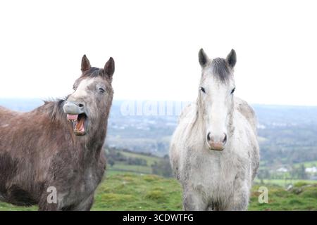 Deux chevaux sur une colline verte avec des villages en arrière-plan et le ciel blanc- un cheval brun avec une bouche ouverte un cheval blanc et regardant la caméra. Banque D'Images