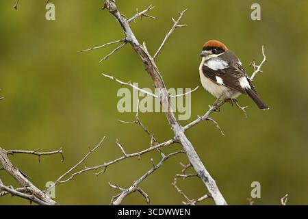 Shrike à tête rouge, Shrike Woodchat, sénateur Lanius, Pie-grieche a TETE rousse, Alcaudon Comun, Nemrut Dagi, Karadut, Adyaman, Turquie Banque D'Images