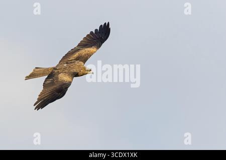 Cerf-volant noir, Milvus migrans, Israël Banque D'Images