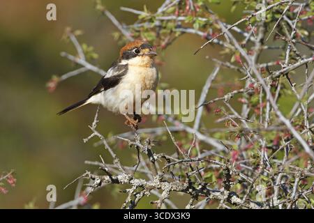 Shrike à tête rouge, Woodchat Shrike, Lanius sénateur, Pie-grieche a TETE rousse, Alcaudon Comun, Durnalik, Gaziantep, Turquie Banque D'Images