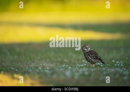 Little Owl Athene noctua, un oiseau adulte faisant une pause tout en chassant pour les vers et les insectes pendant la lumière de décoloration d'un jour d'été, Nottinghamshire, Royaume-Uni, juin Banque D'Images
