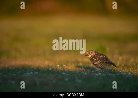 Little Owl Athene noctua, un oiseau adulte avec ses larves récemment capturées se prépare à prendre son envol, Nottinghamshire, Royaume-Uni, juin Banque D'Images