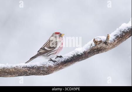 Sondage Redpoll commun perché sur une branche en hiver dans le parc Algonquin, Canada Banque D'Images