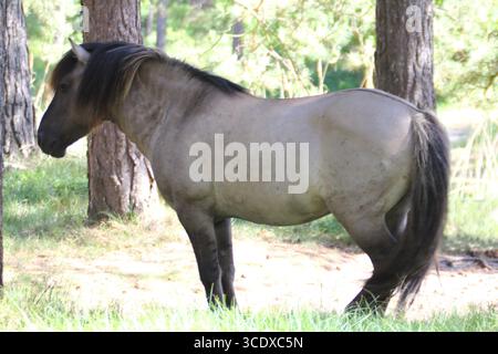Le Konik (polonais : konik polski ou konik biłgorajski) ou cheval primitif polonais est un petit cheval semi-sauvage originaire de Pologne Banque D'Images