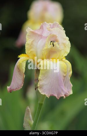 Iris Chantilly. Élégantes fleurs rose pâle du grand iris barbu 'Chantilly' affichant une barbe jaune caractéristique. ROYAUME-UNI Banque D'Images