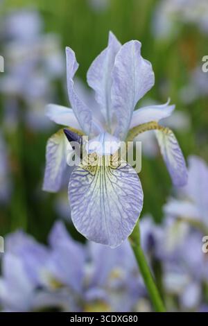 Iris papillon. Fleurs de lilas pâle de l'iris sibérien papillon dérive planté dans un jardin anglais. ROYAUME-UNI Banque D'Images