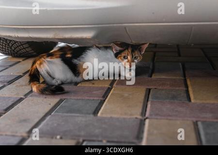 Alertez le chat calico s'abritant sous une voiture sur un pavé coloré, éclairage extérieur naturel, adapté aux animaux de compagnie, aux thèmes urbains et de sécurité. Banque D'Images