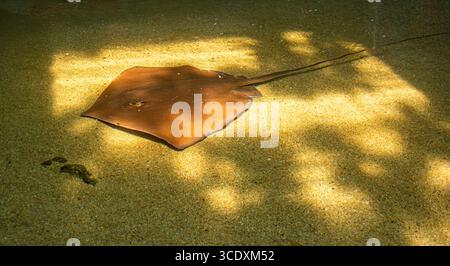 Une vue tranquille d'une raie qui glisse à travers l'eau de fond sablonneux à l'Aquarium de Santa Marta, situé à Rodadero, Colombie. Banque D'Images