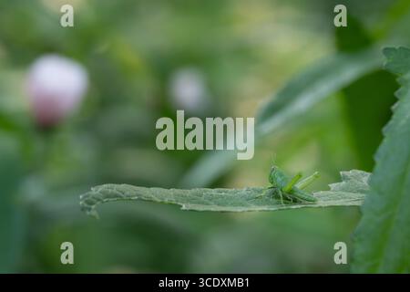 Une sauterelle obscure oiseau, Schistocerca obscura, regarde le jardin d'une feuille. Banque D'Images